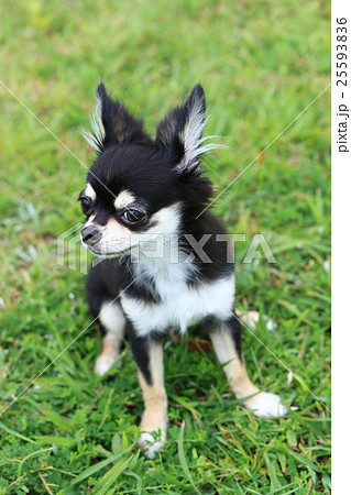 おすまし♪ おすまし♪ 25593836