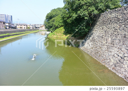 霞城公園の堀 25593897