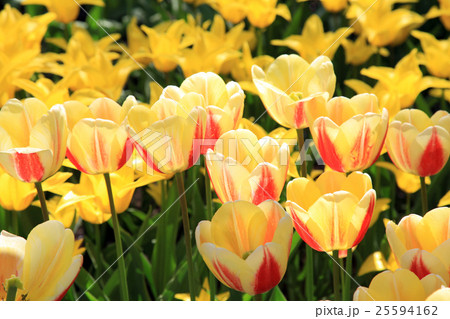 yellow tulips yellow tulips 25594162