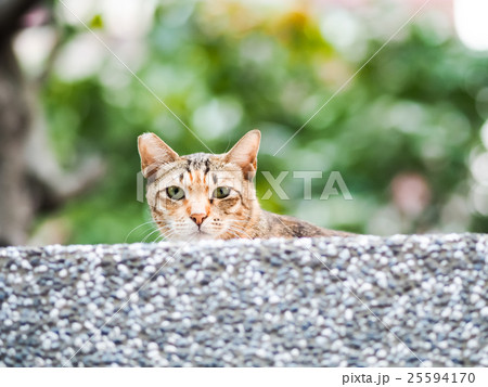 猫 ねこ ネコ 25594170
