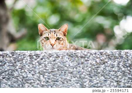 猫 ねこ ネコ 25594171