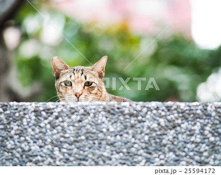 猫 ねこ ネコ 25594172