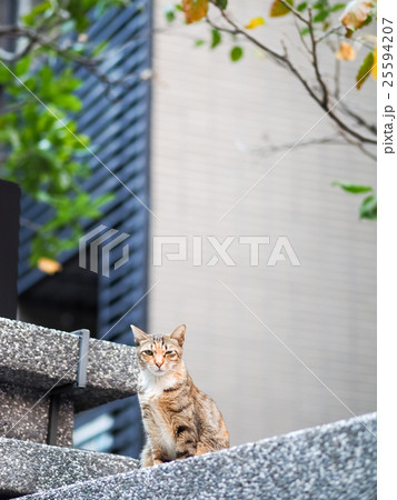 猫 ねこ ネコ 25594207
