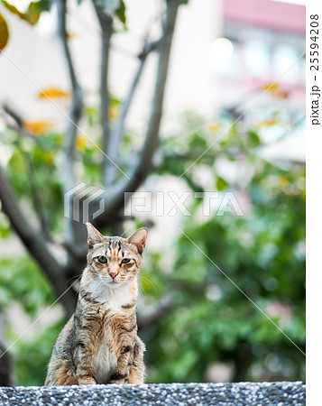 猫 ねこ ネコ 25594208