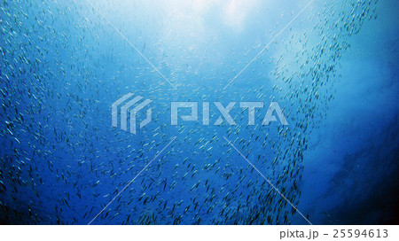 串本 キビナゴの群れ 串本 キビナゴの群れ 25594613