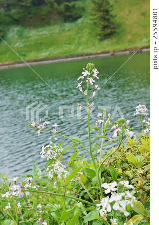 春の野花の背景素材 皇居濠端に咲くセイヨウノダイコンの淡い花 縦位置の写真素材