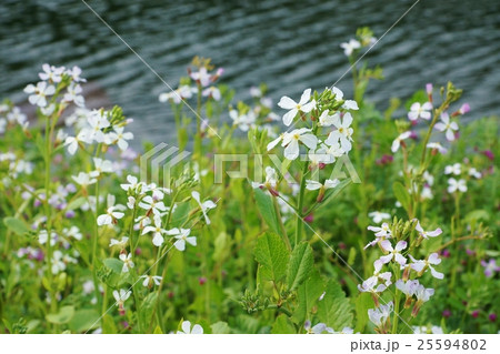 春の野花の背景素材 皇居濠端に咲くセイヨウノダイコンの淡い花 横位置の写真素材