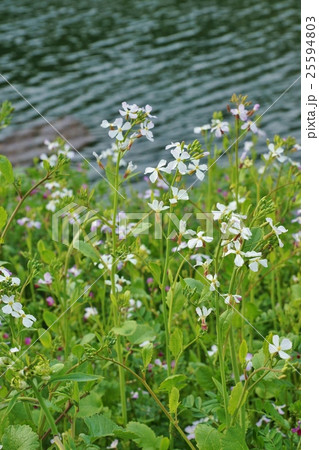 春の野花の背景素材 皇居濠端に咲くセイヨウノダイコンの淡い花 縦位置の写真素材