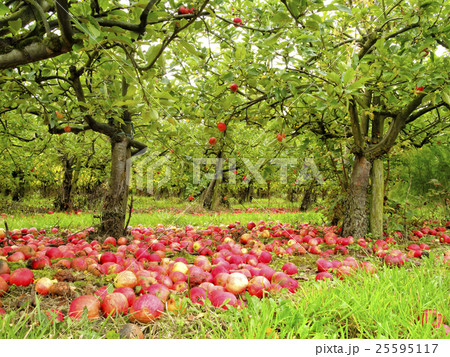 English autumn organic red apple orchard ripe bad 25595117