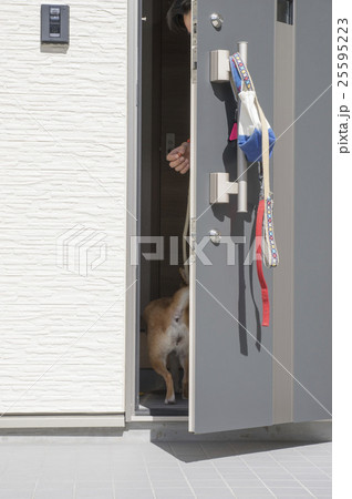 犬の散歩帰り 柴犬 犬の散歩帰り 柴犬 25595223