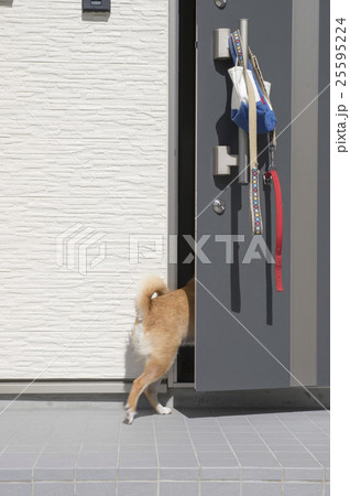 犬の散歩帰り　柴犬 25595224