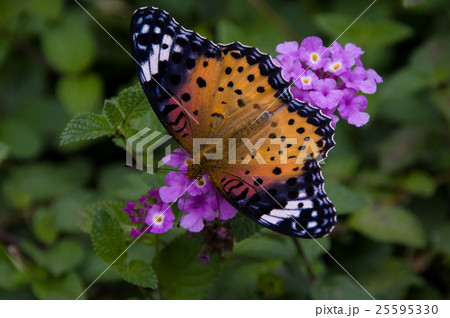 コバノランタナにツマグロヒョウモン 25595330