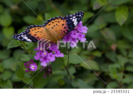 コバノランタナにツマグロヒョウモン 25595331