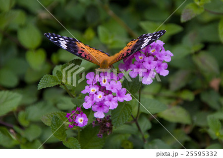 コバノランタナにツマグロヒョウモン 25595332