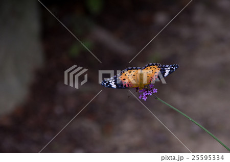 コバノランタナにツマグロヒョウモン 25595334