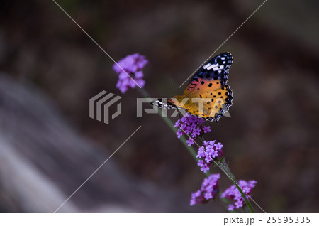 コバノランタナにツマグロヒョウモン 25595335