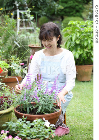 秋のガーデニング 秋のガーデニング 25596175