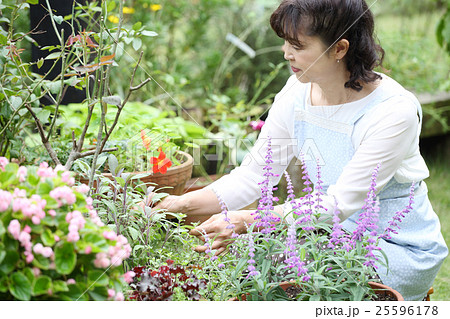秋のガーデニング 秋のガーデニング 25596178