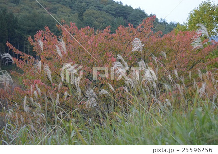 ススキと紅葉 25596256