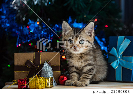 Cute kitten in christmas. Cute kitten in christmas. 25596308