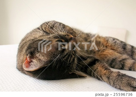 退屈な猫 25596736