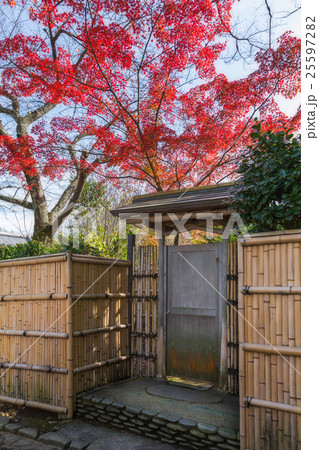 Autumn red maple tree with door house Autumn red maple tree with door house 25597282