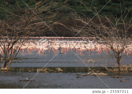 ボゴリア湖のフラミンゴの群れ（ケニア- Lake Bogoria, Kenya) 25597311