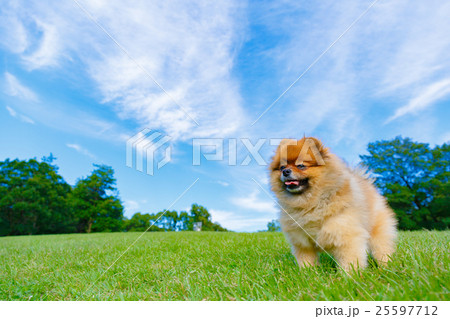草原とポメラニアン 25597712