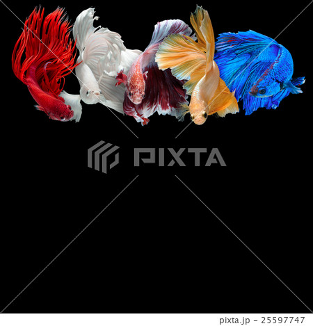 Betta fish Betta fish 25597747