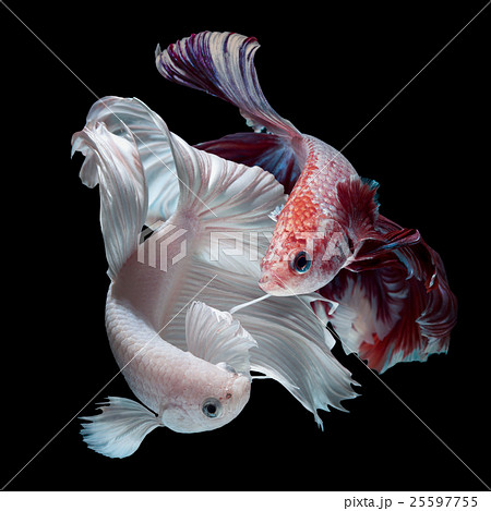 fighting of Betta fish 25597755