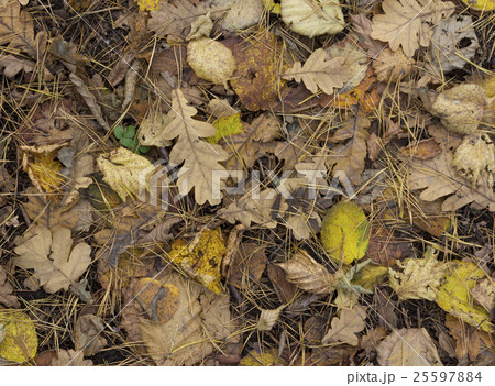 Colorful and bright made of fallen autumn leaves. 25597884