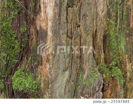 Moss and mold affect a wood panel 25597885