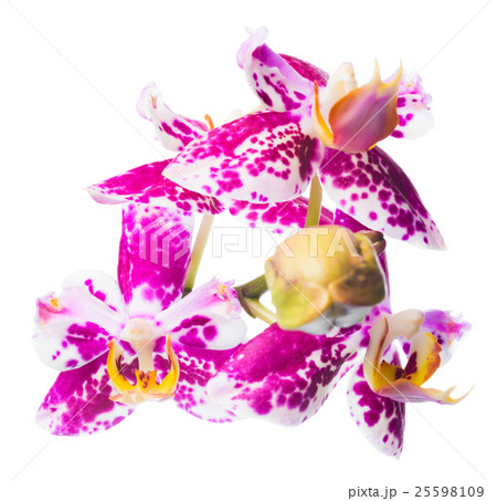 Blooming beautiful spotted cherry orchid isolated Blooming beautiful spotted cherry orchid isolated 25598109