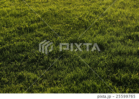 Green grass background Green grass background 25599765