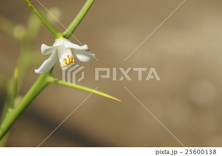 柚子の花 柚子の花 25600138