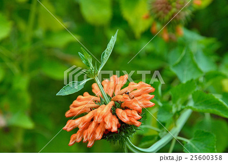 植物:ケカニア シソ科 植物:ケカニア シソ科 25600358