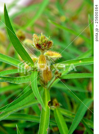 植物：タヌキマメ　マメ科 25600364