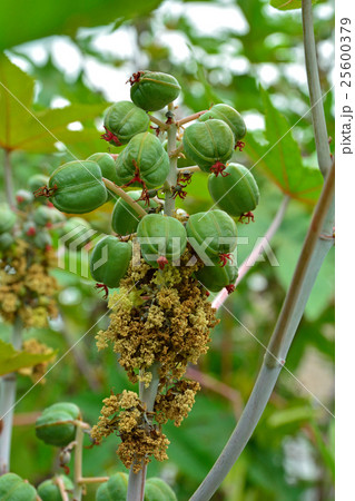 植物：トウゴマ　トウダイグサ科 25600379