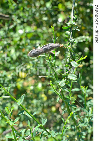 樹木：エニシダ　マメ科 25600392