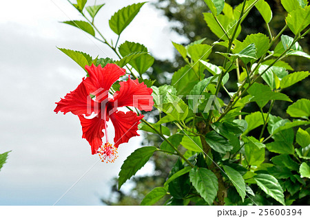 樹木：ブッソウゲ　アオイ科 25600394