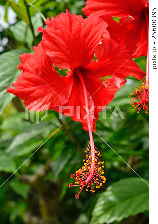 樹木:ブッソウゲ アオイ科 樹木:ブッソウゲ アオイ科 25600395