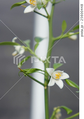 柚子の花 柚子の花 25600448
