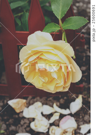 Yellow rose in a garden 25600691
