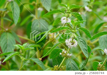 植物：ハッカ　シソ科 25600744