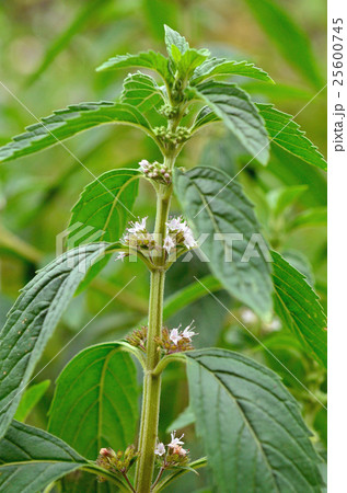 植物:ハッカ シソ科 植物:ハッカ シソ科 25600745