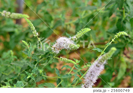 植物:ミドリハッカ シソ科 植物:ミドリハッカ シソ科 25600749