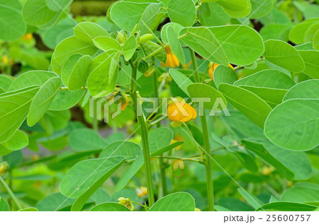 植物:エビスグサ マメ科 植物:エビスグサ マメ科 25600757
