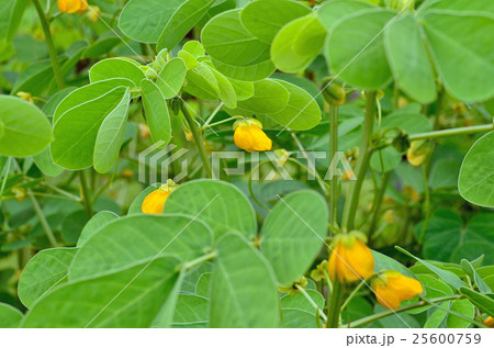 植物:エビスグサ マメ科 植物:エビスグサ マメ科 25600759