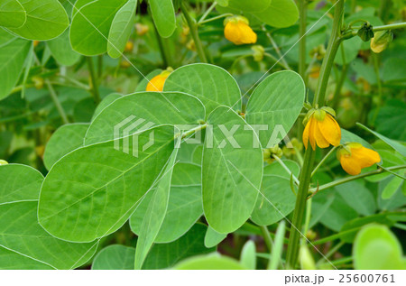 植物:エビスグサ マメ科 植物:エビスグサ マメ科 25600761