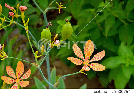 植物:ヒオウギ アヤメ科 植物:ヒオウギ アヤメ科 25600764